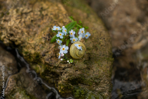 Photo of a small snail on a stone in a river, pond, lake among green trees and grasses with blue little flowers forget-me-nots, myosotis with copy space and space for text