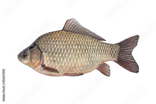  Freshwater fish cyprinid carp isolated on white background. wild live fish
