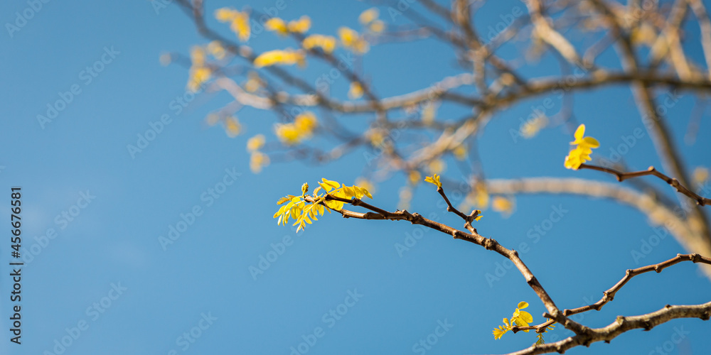 New leaves on bare tree branches in spring against a bright blue sky