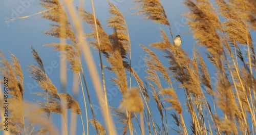 Reed warbler singing, Acrocephalus backlit reed 4k photo