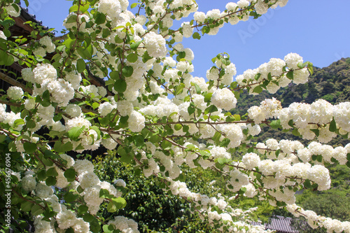 満開のてまりかんぼくの花 photo