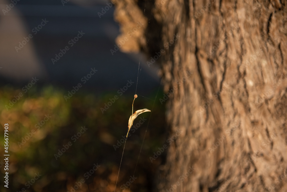 Ripe linden flower caught in a spider web. Ripe linden flower caught in a spider web.