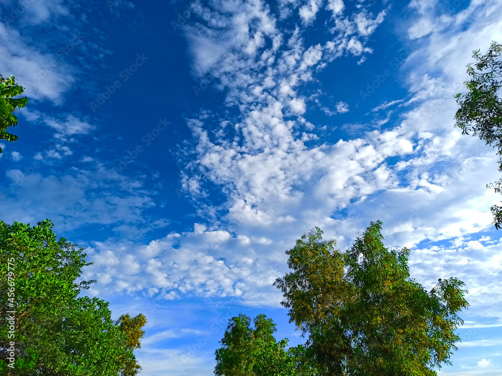 trees and sky trees and sky