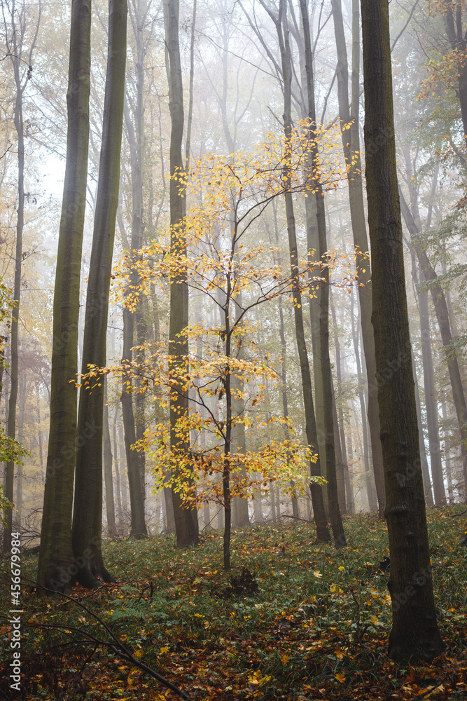 Fototapeta premium Autumn woodland. Beech tree with yellow leaves in misty forest. 