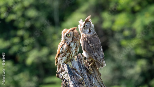 Cute eastern screech owls perched on wood in the green garden photo