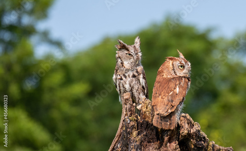 Photography Cute eastern screech owls perched on wood in the green garden