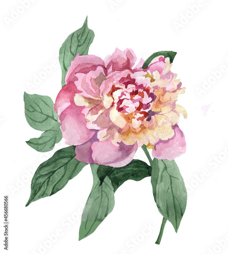 Pink peony with leaves watercolor isolated on white background illustration for all prints.