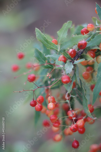 Vertical shot of Nevin's barberry berries (Mahonia Nevinii) photo