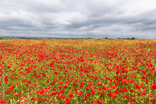 Field of poppy flowers on a sunny day