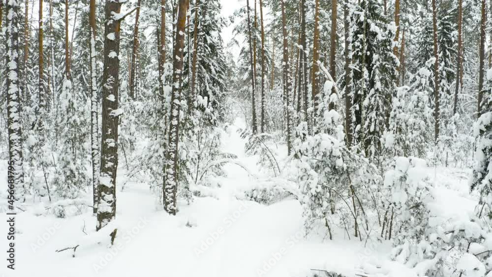 Drone shot flying in the winter pine tree forest. Slow flight in forest on winter season. Drone shot flying in the winter pine tree forest. Slow flight in forest on winter season.