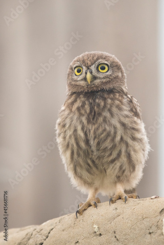 Close-up portrait of the Little Owl (Athene nocuta) owlet looking toward nest-site