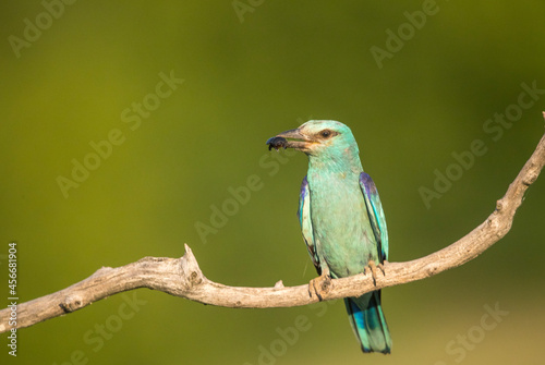 Close up portrait of European Roller, sitting next to the nesting site © Mati Kose