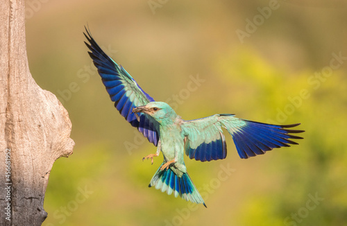 Close up portrait of Europan Roller braking wings spread to land on nesting hole and provide food on chicks