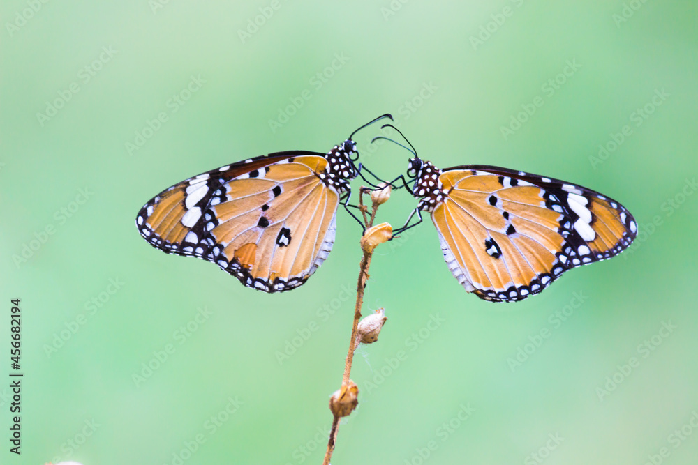 Obraz premium Plain Tiger Danaus chrysippus butterfly drinking nectar the flower plant in natures green background 