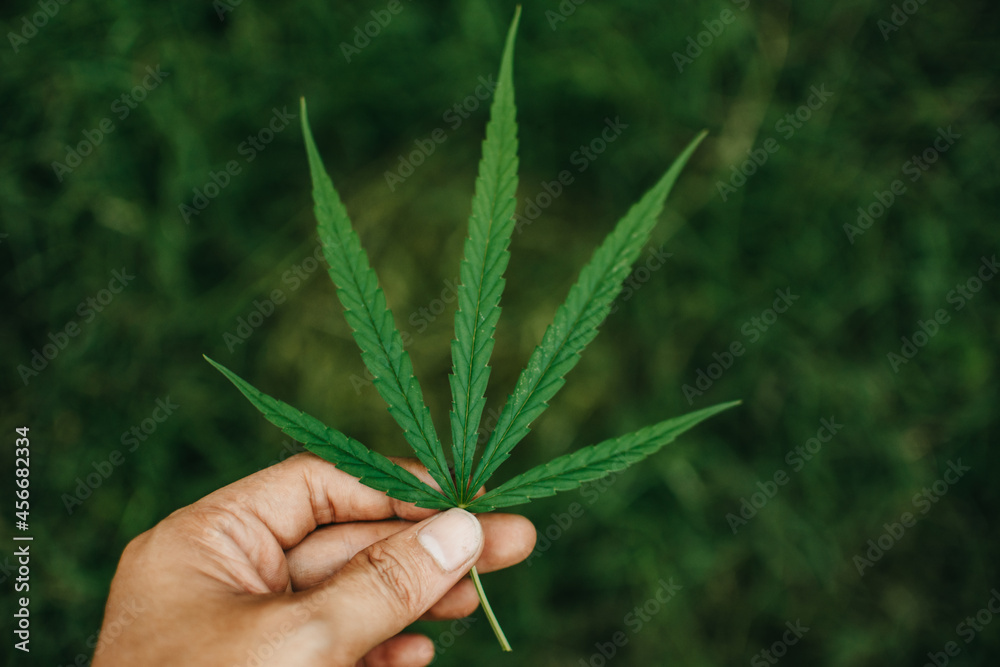 Hand holding Marijuana leaf. Cannabis plants background. Hand holding Marijuana leaf. Cannabis plants background.