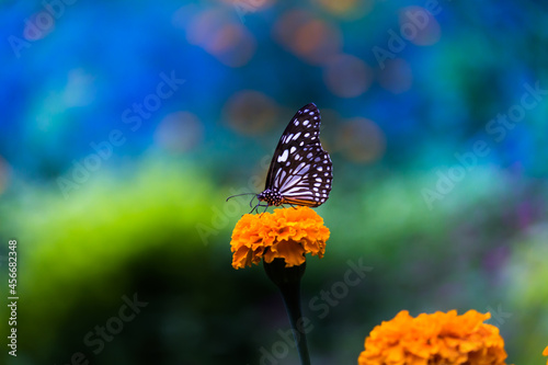Blue spotted milkweed butterfly or danainae or milkweed butterfly feeding on the flower plants in natural environment, macro shots, butterfly garden, 