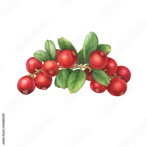 Foto Closeup of a Cowberry with green leaves and red berries (Vaccinium vitis-idaea, lingonberry, foxberry, mountain cranberry)