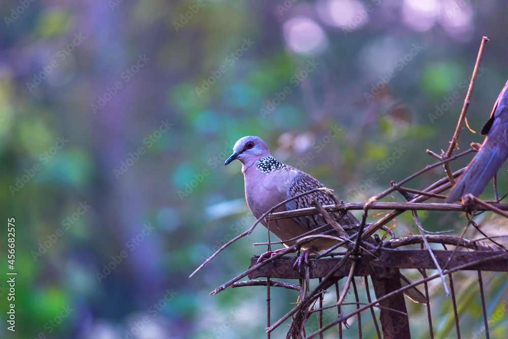 The oriental turtle dove or rufous turtle dove is a member of the bird family Columbidae -the doves and pigeons. The species has a wide native distribution range from Europe, east across Asia to Jap The oriental turtle dove or rufous turtle dove is a member of the bird family Columbidae -the doves and pigeons. The species has a wide native distribution range from Europe, east across Asia to Jap