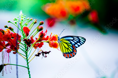 Jezebel Butterfly or (Delias eucharis) resting on the Royal Poinciana flower plant in a soft green background 