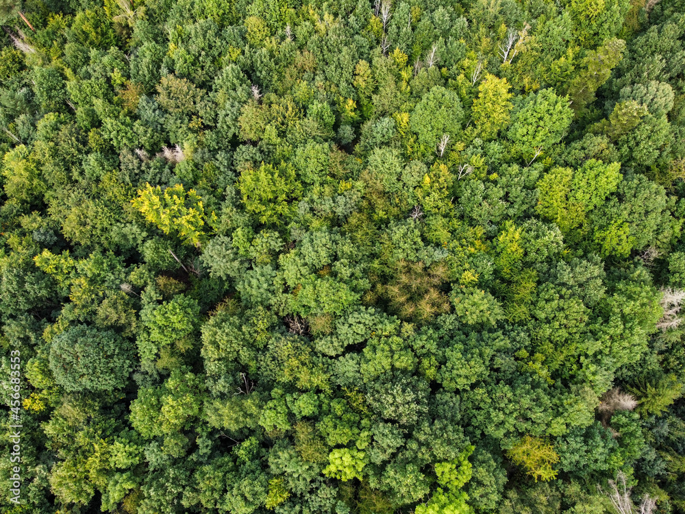 Aerial view of a green forest in summer