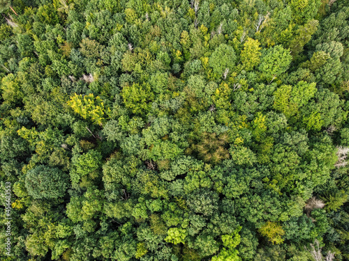 Aerial view of a green forest in summer © Animaflora PicsStock