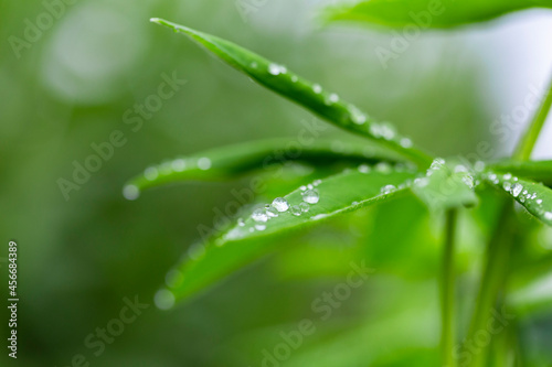 Green leaf with water drops for background. Green leaf with morning dew close up. grass and dew abstract background. Natural green background with leaf and drops of water.