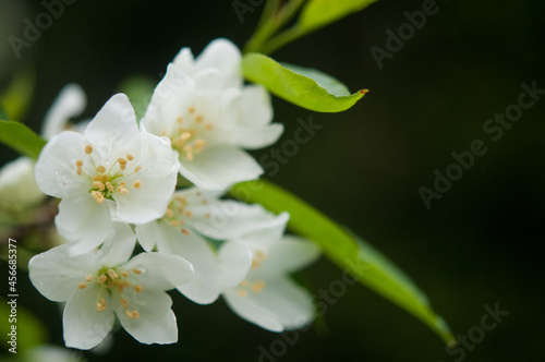 tree blossom