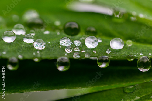 Green leaf with water drops for background. Green leaf with morning dew close up. grass and dew abstract background. Natural green background with leaf and drops of water.