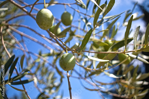 green olives on tree