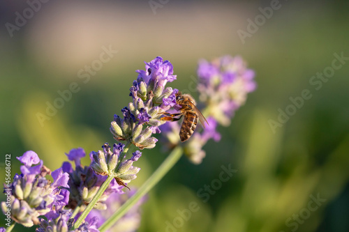 Honey bee pollinates lavender flowers. Plant decay with insects.  Sunny lavender. Lavender flowers in the field. Soft focus  Close-up macro image wit blurred background.