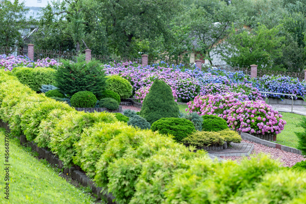 Hydrangea flower (Hydrangea macrophylla) in a garden. Landscaping using