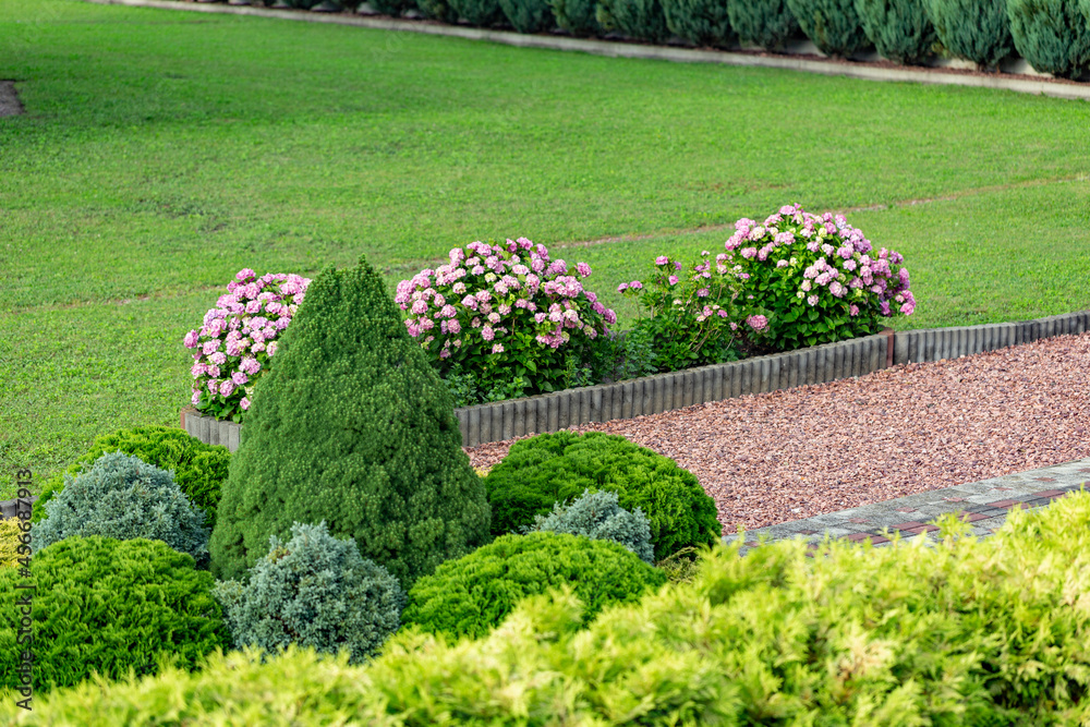 Fototapeta premium Hydrangea flower (Hydrangea macrophylla) in a garden. Landscaping using Hydrangea macrophylla bushes. Flowering bush of blue and red colored hydrangea close-up. The concept of landscaping.