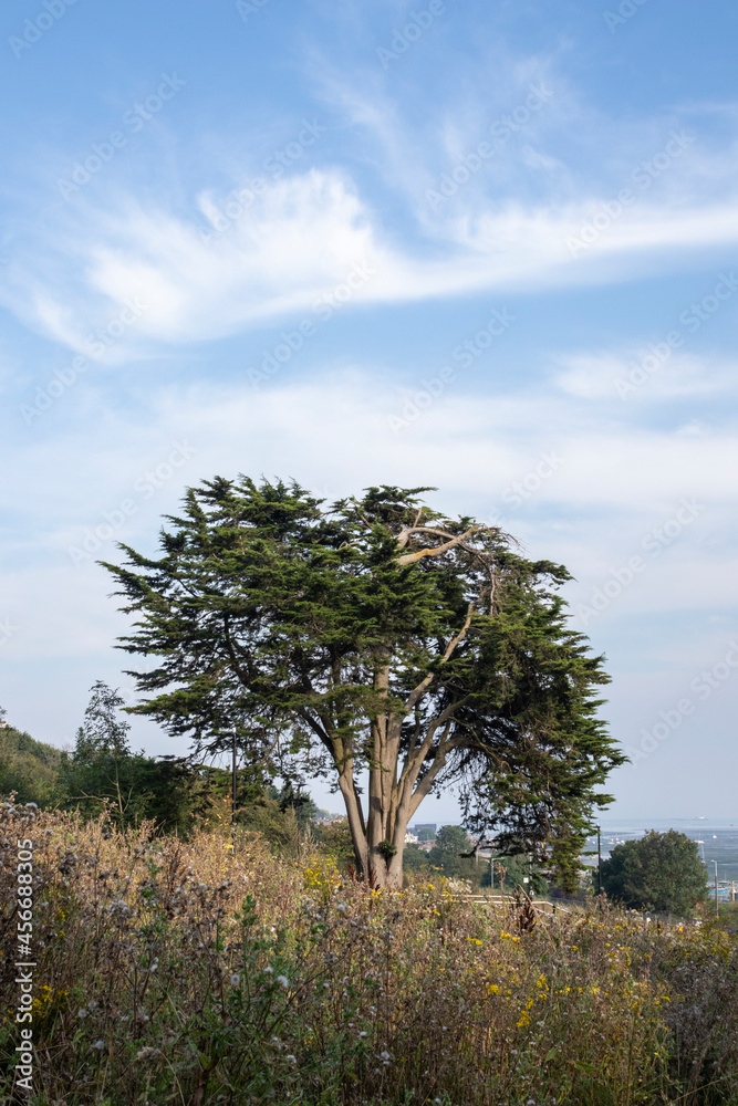 Obraz premium Conifer tree on Belton Hills, Leigh-on-Sea, Essex, England