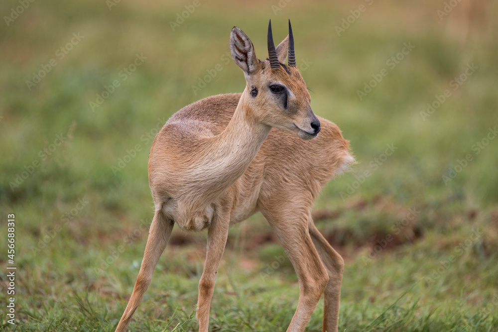 Free ranging male african antelope the oribi Free ranging male african antelope the oribi