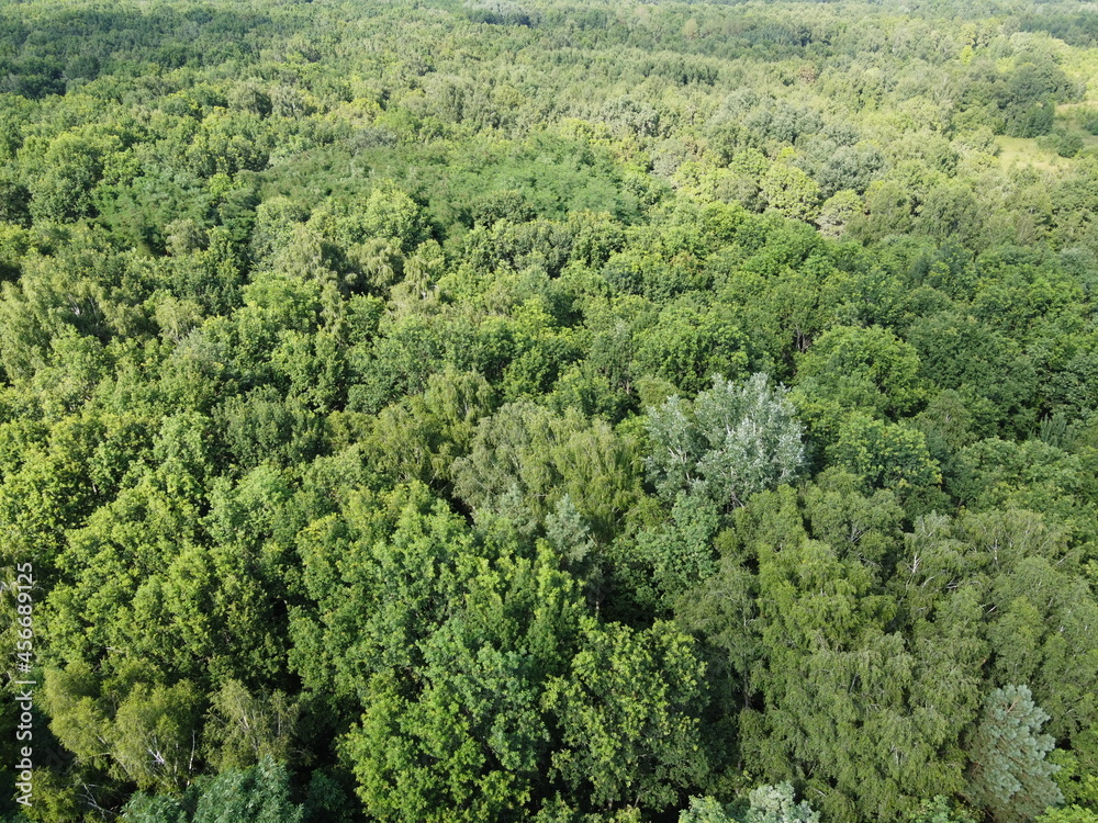 Beautiful dense forest, top view. The tops of a variety of trees.