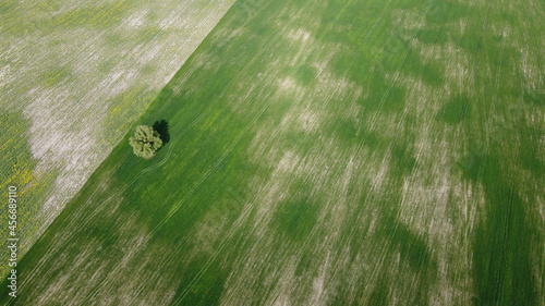 A single tree among farm fields, aerial view. © Oleksii