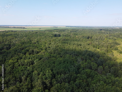 Dense green forest under blue sky, sunny summer weather. Scenery.