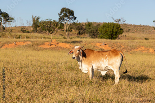 brown Nelore cattle in the pasture © Leonidas