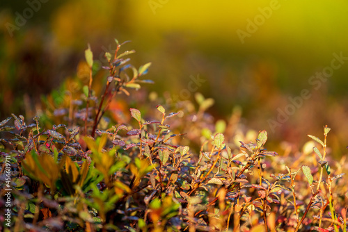 Beautiful golden autumn - blueberries plants with red leaves and dew drops at the sunny morning on the mountains