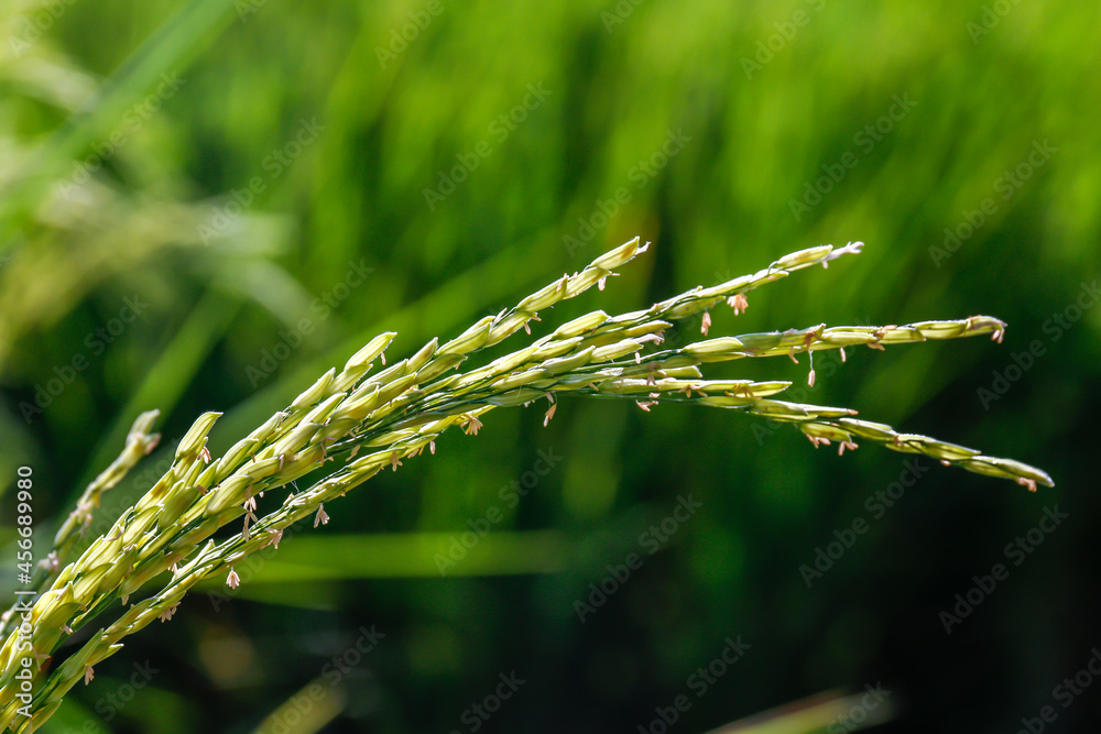 Fototapeta premium young rice seed in the paddy field, seedling rice green, sprouts rice seed