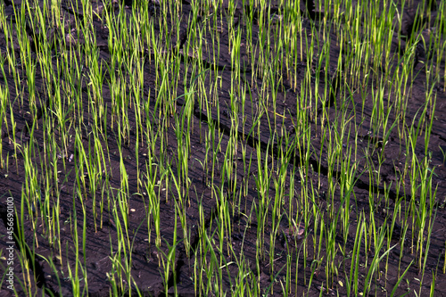 rice seedlings on cracked mud dirt, rice young plant sprouts and cracked soil at rice field