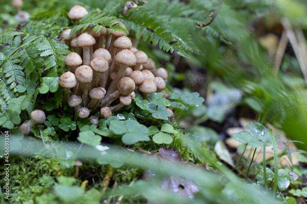 Armillaria mellea, known as honey agarics, is a delicious edible mushroom that grows in large families. Basidiomycete fungus of the genus Armillaria Armillaria mellea, known as honey agarics, is a delicious edible mushroom that grows in large families. Basidiomycete fungus of the genus Armillaria