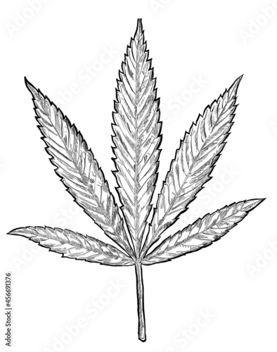 Hand-drawn Leaf of Marijuana. Detailed Cannabis leaf on white background. drawing. Isolated vector for design packing and seals. CDB Leaf. © Cool Hand Creative