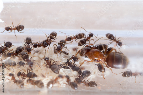 Colony of Lasius emarginatus in test tube with queen, workers and and larvae © zinco79