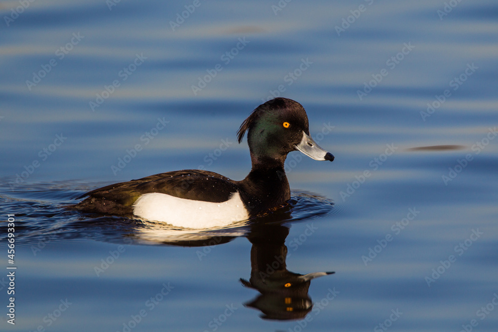 Tufted duck swimming on a pond in London, UK Tufted duck swimming on a pond in London, UK