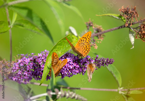 Two beautiful Speyeria aglaja (Dark green fritillary) butterflies on the purple flowers photo