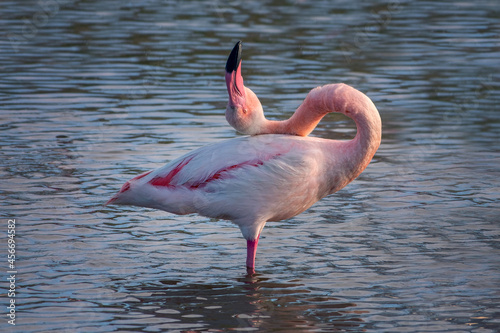 Photos Close up portrait of a Greater Flamingo (Phoenicopterus roseus) in the Camargue,