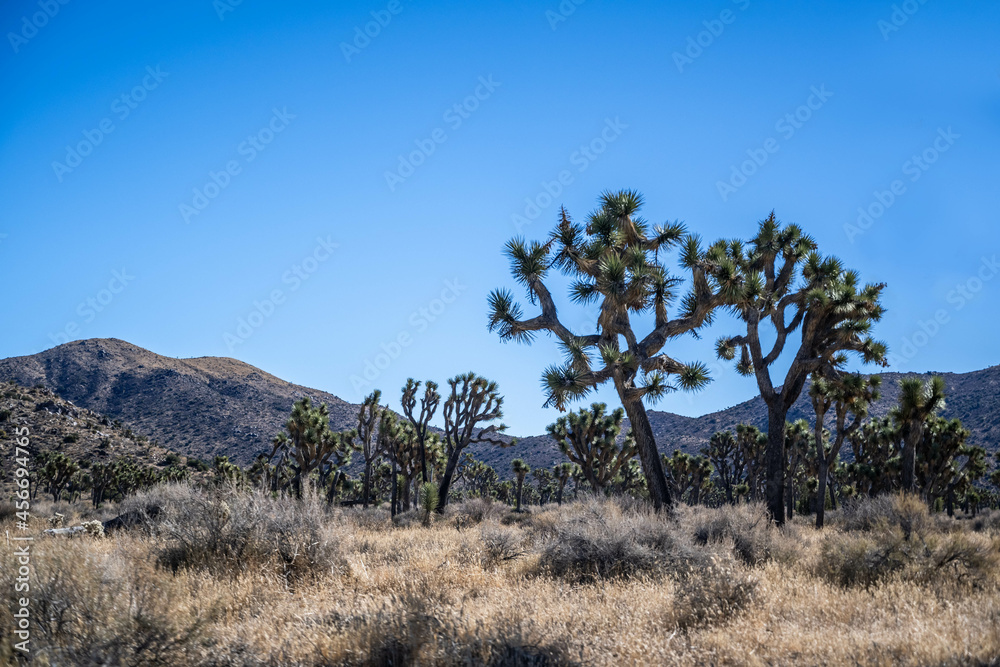 Joshua Trees in Joshua Tree National Park, California Joshua Trees in Joshua Tree National Park, California