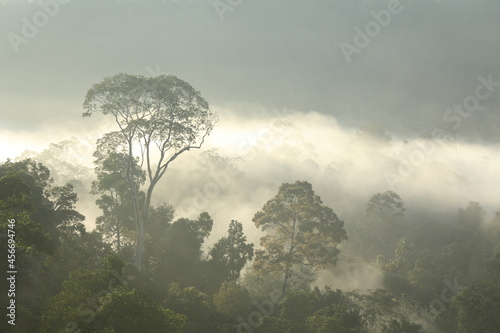 Tropical evergreen rain forest in Peninsular Thailand, Hala-Bala, Narathiwat Province, border Peninsular Malaysia.  photo