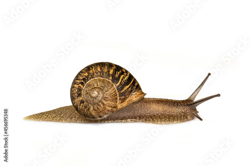 Canvas-taulu Snail moving isolated on white background, slow animal concept